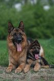 BERGER ALLEMAND 1418